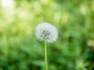 dandelion on green grass