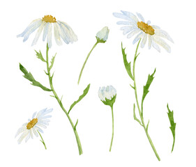 Watercolor Daisy. Hand drawn illustration of Chamomile. Set of white blossom Flowers on isolated background. Drawing for wedding design or invitation cards