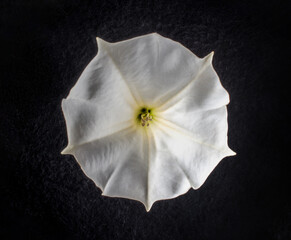 Delicate flower on a black background. Close up.