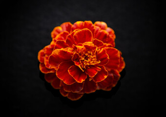 Beautiful flower on black background. View from above.