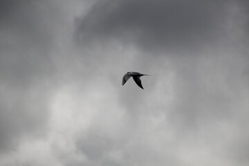 seagull in the sky