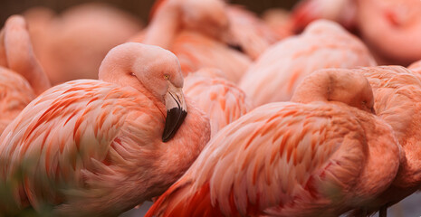 American flamingo (Phoenicopterus ruber) red detail of the flock by the water © michal