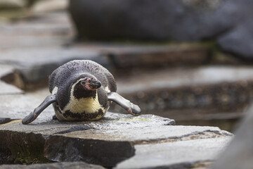 Obraz na płótnie Canvas Humboldt penguin (Spheniscus humboldti) lying on his stomach on the rocks