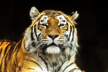 Fototapeta na wymiar male Siberian tiger (Panthera tigris tigris) detailed portrait with dark background