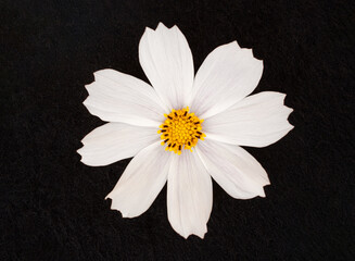 Beautiful flower on a black background. View from above.