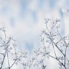 Frosty winter natural background of dried flowers in hoarfrost. 