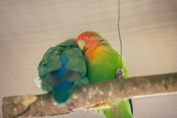 The moment of tenderness between a parrots. Two parrots, appear as one is whispering in another's ear