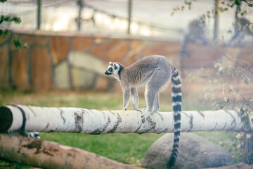 A lemur stands on a log and looks to the side, its tail hangs down.