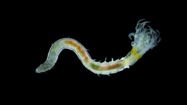 Polychaeta worm, order Sabellida under a microscope. Family Fabriciidae. Filters living in tubes of sand, shell fragments, glued together with mucus. Red sea
