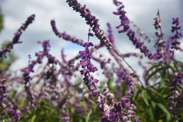 Purple flowers of Mexican bush sage on blurred sky background