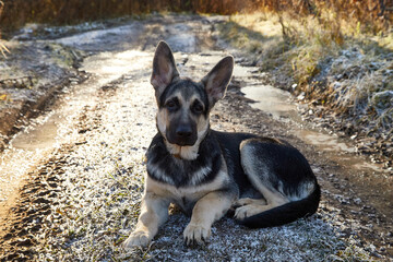 Young Dog German Shepherd in a cold autumn day. Puppy in nature landscape