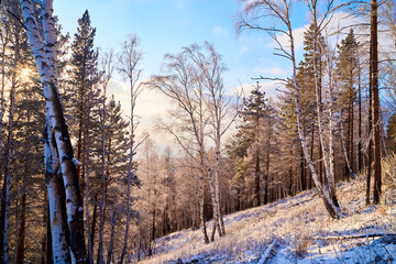 Pine trees on a hillside or mountain and blue sky in the background in Siberia near Lake Baikal in Russia