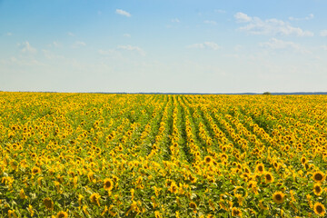 Agricultural landscape with infinite ripe sunflowers. Rows of Sunflowers.