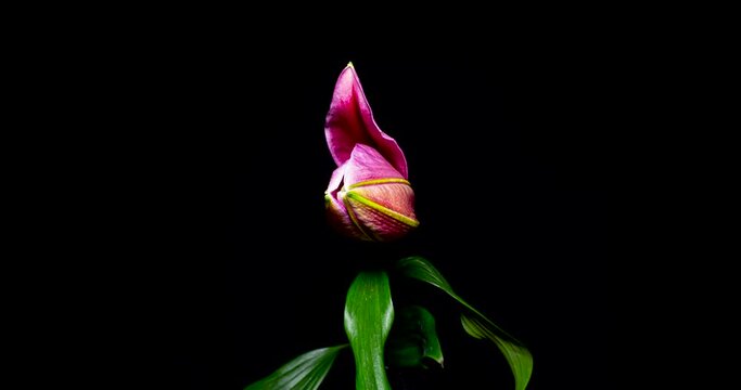 百合の開花タイムラプス