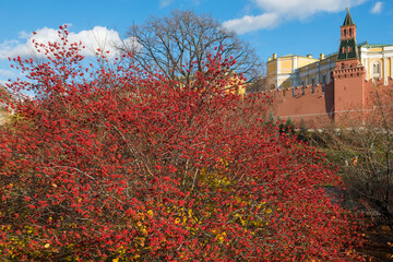 Hawthorn berries in the Alexander Garden near the walls of the Moscow Kremlin on an autumn day