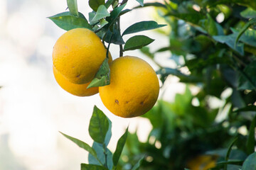 Oranges hanging from an Orange tree