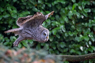 Large Grey Owl flying low in the woods