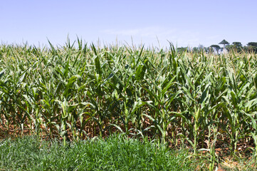 Obraz premium Corn plantation in the interior of Brazil