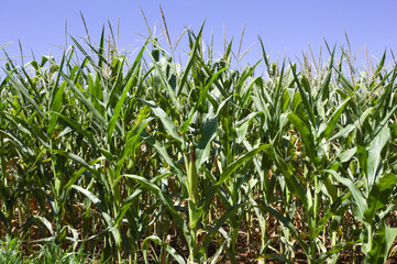 Obraz premium Corn plantation in the interior of Brazil