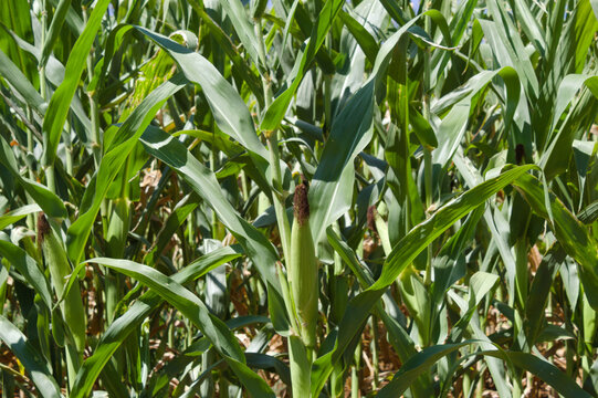 Corn plantation in the interior of Brazil