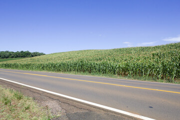 Corn plantation in the interior of Brazil