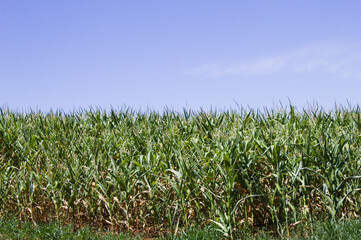 Fototapeta na wymiar Corn plantation in the interior of Brazil