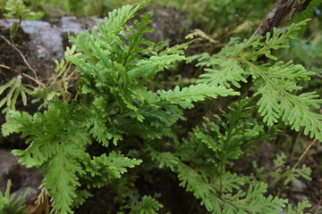 green moss in the forest