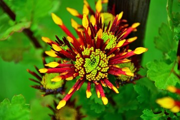 red and yellow flowers