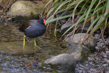 Common Moorhen (Gallinula chloropus) wading through a shallow brook