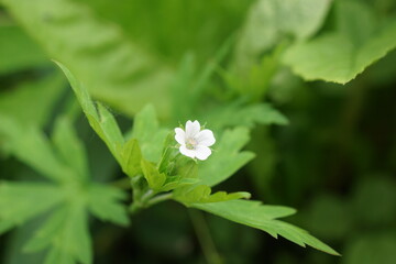 white flowers