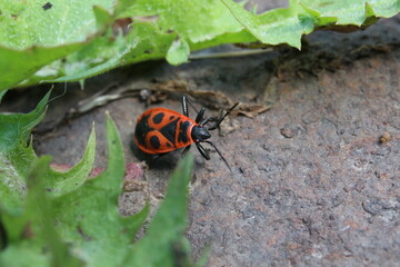 bug soldier 