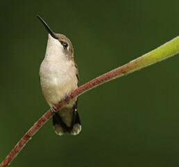 Ruby-throated Hummingbird