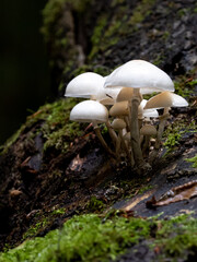 Waldpilze in der Gruppe - weiß