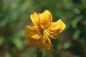 Fototapeta premium yellow flower in the garden