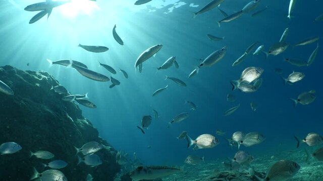 fish scenery underwater sun beams sun rays underwater mediterranean sea sun shine relaxing ocean scenery
