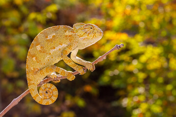 Common Chameleon on a branch in the shadow