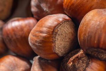 Hazelnuts in the shell. Round filbert, ripe fruit of a Corylus avellana hazel shrubs.