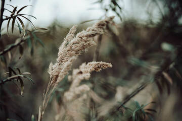 grass in the snow