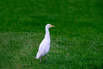 Kirkamon-Cattle Erget bird walking on the green grass.