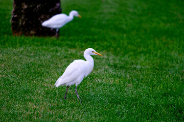 Kirkamon-Cattle Erget bird walking on the green grass.