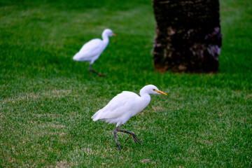 Kirkamon-Cattle Erget bird walking on the green grass.