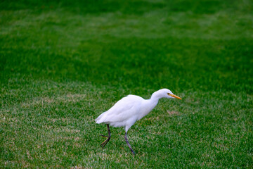 Kirkamon-Cattle Erget bird walking on the green grass.