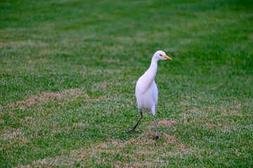 Fototapeta premium Kirkamon-Cattle Erget bird walking on the green grass.