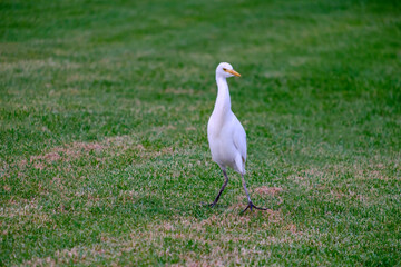 Kirkamon-Cattle Erget bird walking on the green grass.