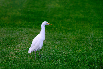 Kirkamon-Cattle Erget bird walking on the green grass.