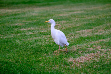 Kirkamon-Cattle Erget bird walking on the green grass.