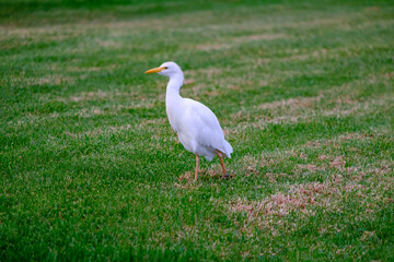 Kirkamon-Cattle Erget bird walking on the green grass.