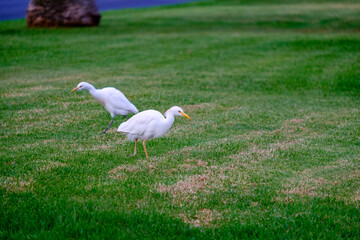 Kirkamon-Cattle Erget bird walking on the green grass.