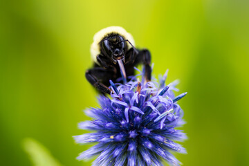 Macro Photograph of Bee with Tongue Out Eating Flower
