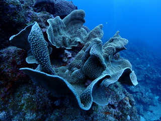 リュウキュウキッカサンゴ・石垣島海底
